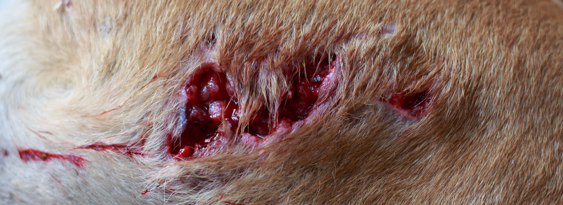 Alabama Rot